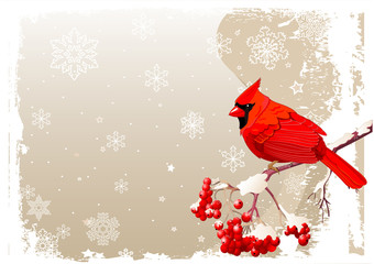 Red Cardinal bird background
