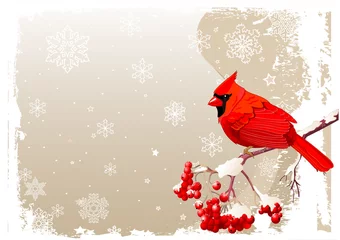 Muurstickers Rode kardinaal vogel achtergrond © Anna Velichkovsky