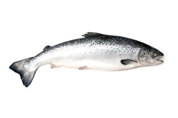 Naklejka premium Scottish Atlantic Salmon (Salmo solar)