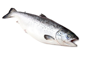 Scottish Atlantic Salmon (Salmo solar)