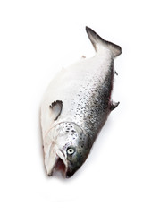 Scottish Atlantic Salmon fish (Salmo solar) whole.