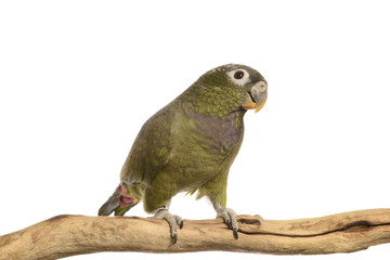 Maximillian Pionus parrot isolated on white