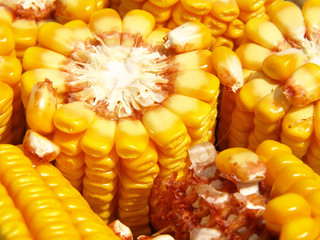 close up of the corn © Željko Radojko