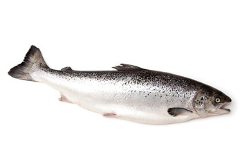 Scottish Atlantic Salmon (Salmo solar) fish.