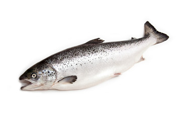 Scottish Atlantic Salmon (Salmo solar) whole