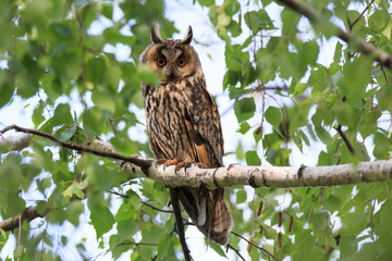 Asio otus, Long-eared Owl.