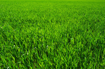 Obraz premium green grass