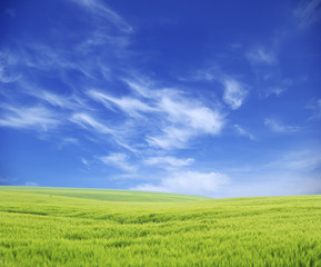 Obraz premium field