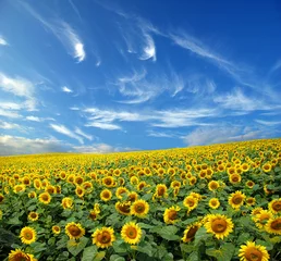 Foto auf Acrylglas Sonnenblume Sonnenblumenfeld