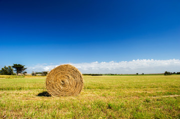 Bale hay in agriculture landscape