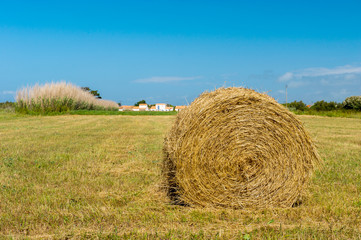 Bale hay in agriculture landscape
