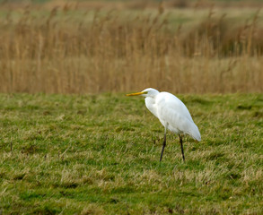 Obraz premium Great White Egret