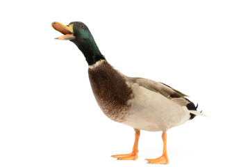 Mallard Duck isolated on white