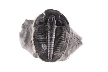 Fossil Trilobite isolated on white