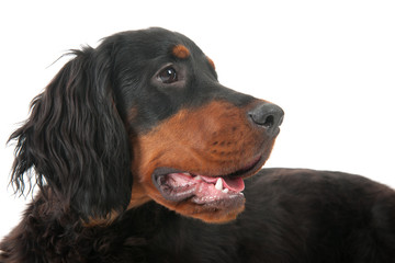 Gordon setter laying down