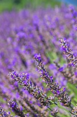 Lavendel - lavender 75