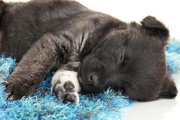 Cute puppy sleeping on rug isolated on white