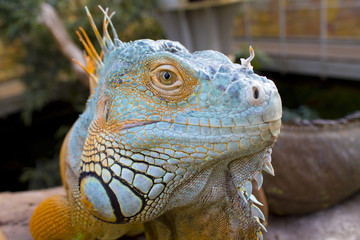 Iguana looking
