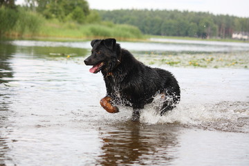 Happy swiss mountain dog crossbreed running in the water