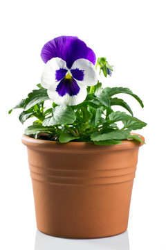 viola del pensiero in vaso