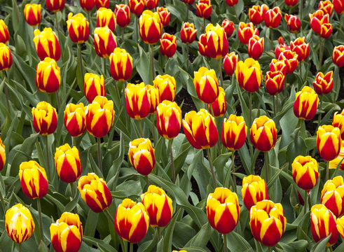 Field of "Cape Cod" Tulips
