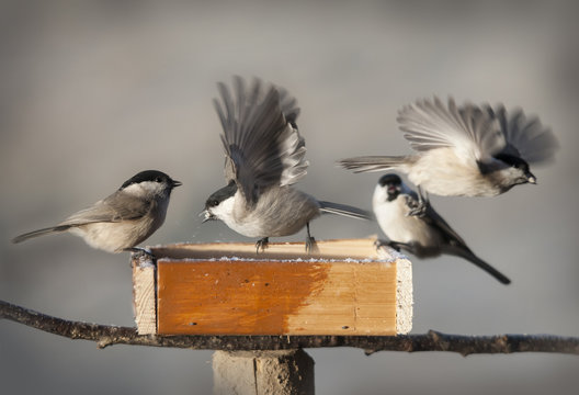 Chickadee Birds