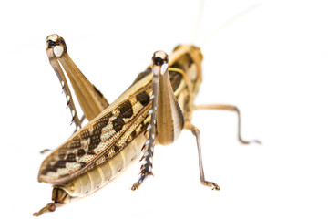 Isolated of big Grasshopper