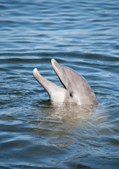 Lustiger Delfin im Wasser