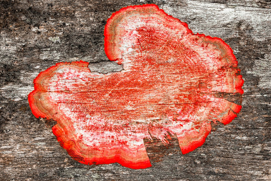 Old Rough Wood Background Texture With Red Mildew