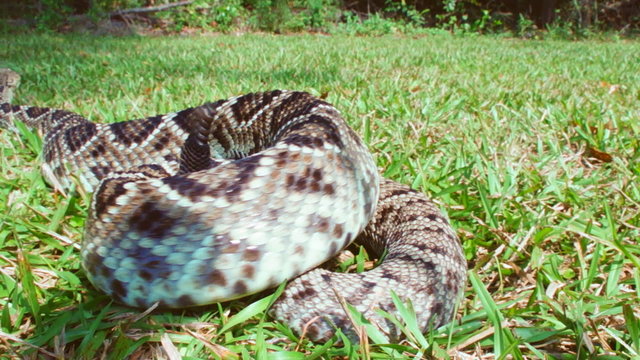 Eastern Diamondback Rattlesnake, a highly venomous snake of southeastern United States.