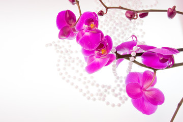 Fototapeta na wymiar kwiaty różowa orchidea i paciorki z białych pereł na B Biały
