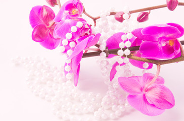 flowers of pink  orchid and beads from white pearls on a white b