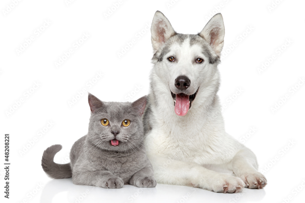 Poster cat and dog together on a white background