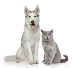Naklejka premium Cat and dog together on a white background