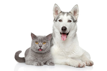 Kat en hond samen op een witte achtergrond