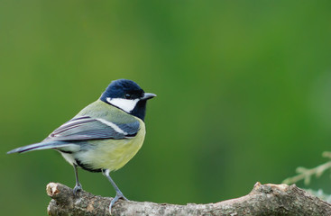 mésange charbonnière