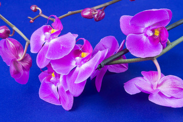 Fototapeta na wymiar kwiaty różowa orchidea na niebieskim tle