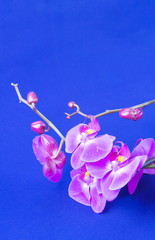 flowers of pink orchid on a blue  background