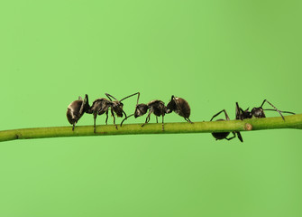 Fototapeta premium ant in nature