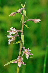 orchidea montana