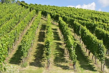 Fototapeta na wymiar hilly vineyard #7, Stuttgart
