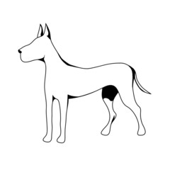 beautiful thoroughbred dog