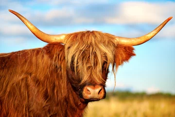 Wall murals Highland Cow scottish highland cow