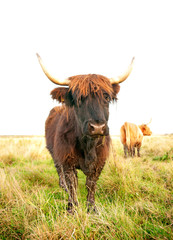 grazing scottish highland cow