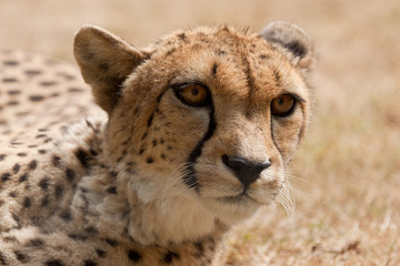 Gepard (Acinonyx jubatus) © Jearu