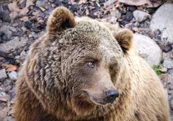 Brown Bear Ursus arctos