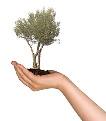 Olive tree in hand as a gift