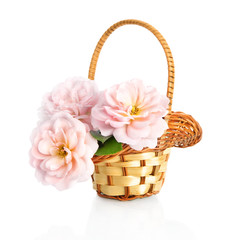Fototapeta na wymiar beautiful pink roses flowers in basket, isolated