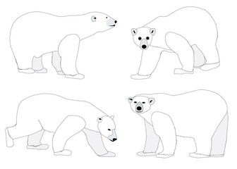Polar Bears