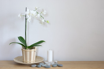 Still life with orchid